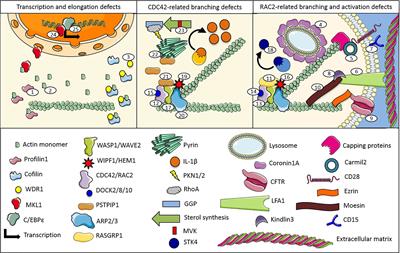 Actin Remodeling Defects Leading to Autoinflammation and Immune Dysregulation